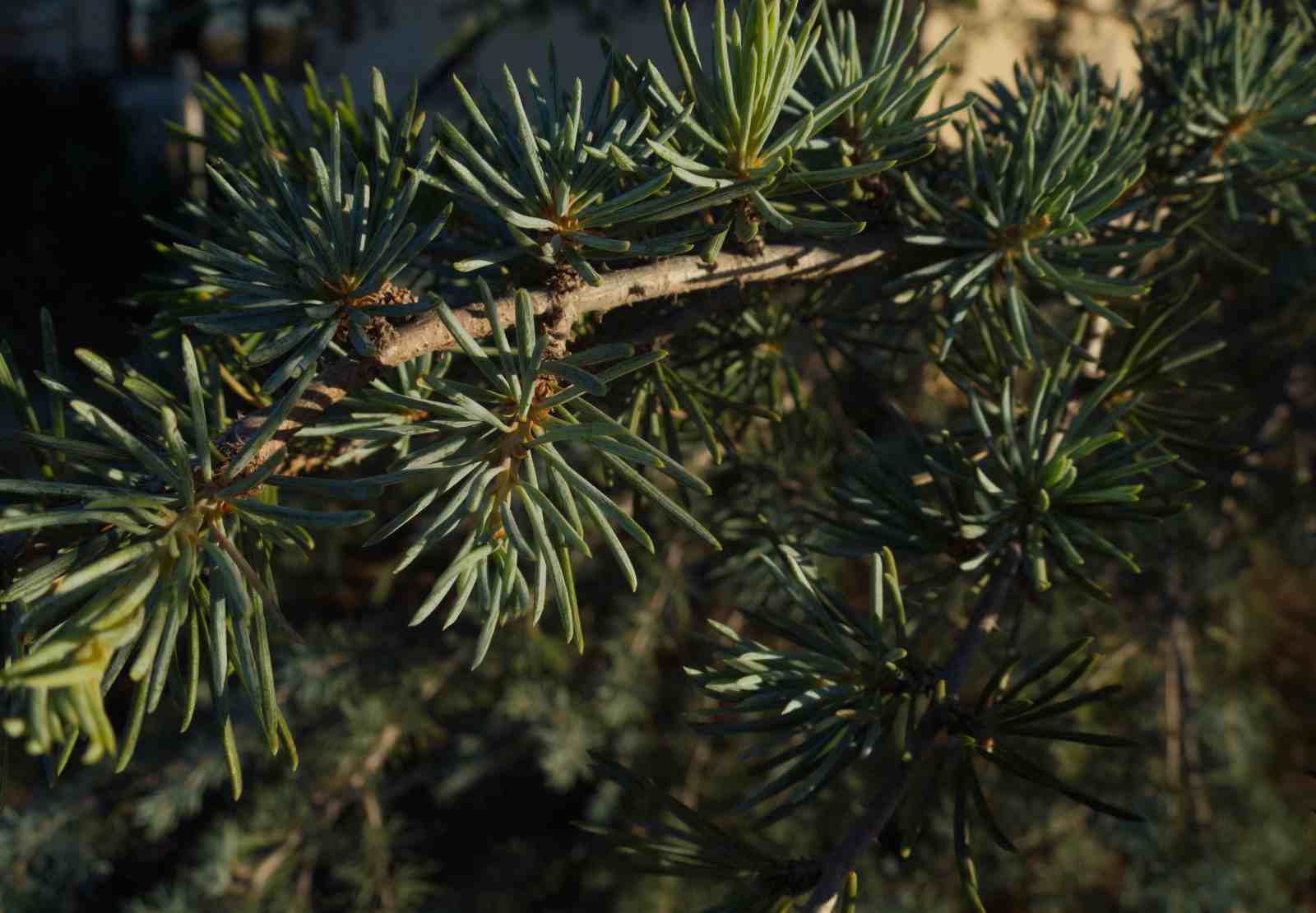 A macro view of pine needles photographed at sunset in winter